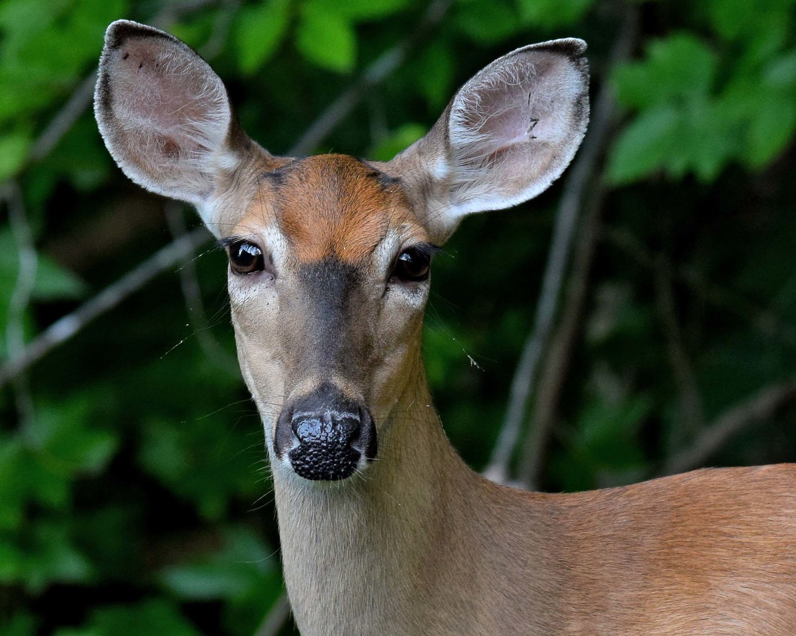 Deer in face